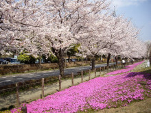 アクアのスタッフブログ-ソメイヨシノと芝桜