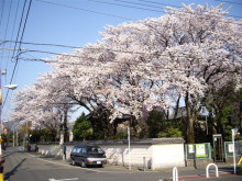 アクアのスタッフブログ-大円寺の桜